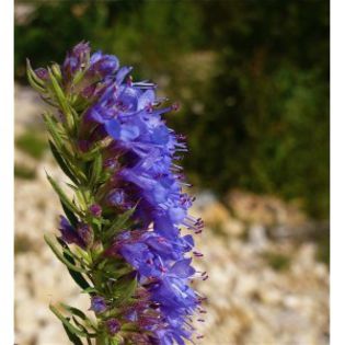 hyssopus officinalis; plant-shop
