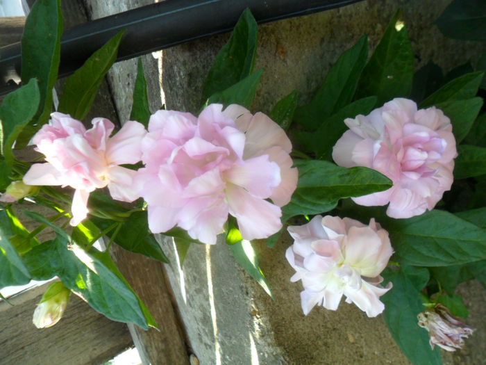 SAM_5960 - talmes -balbes 2015