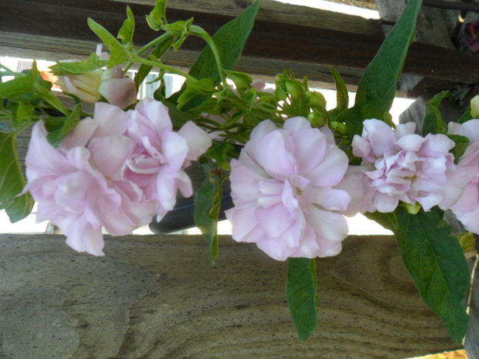 SAM_5961 - talmes -balbes 2015