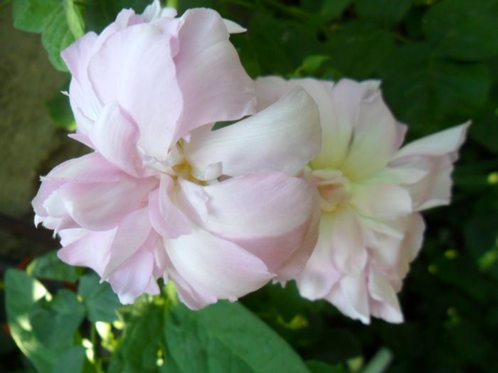 SAM_5963 - talmes -balbes 2015