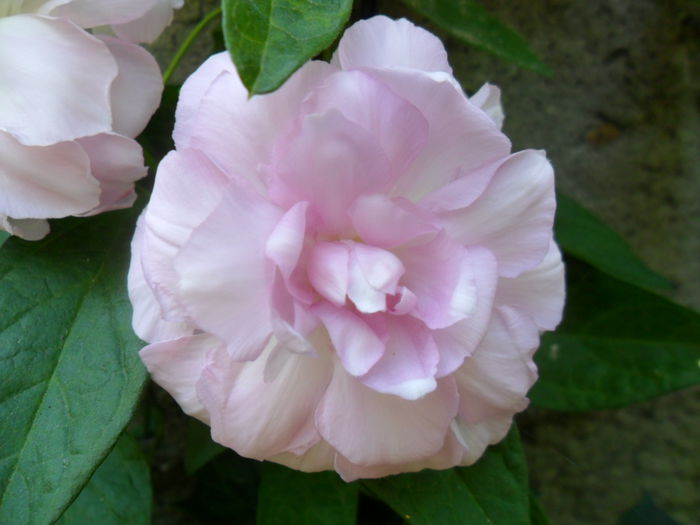 SAM_5964 - talmes -balbes 2015