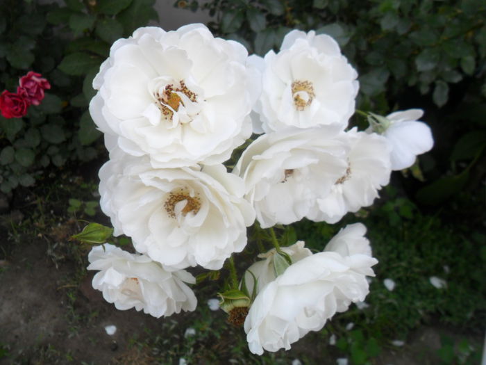 SAM_5970 - talmes -balbes 2015