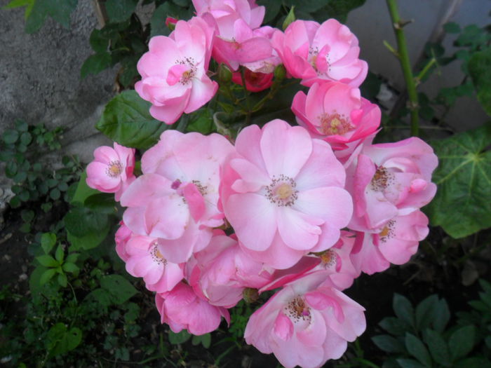 angela - talmes -balbes 2015