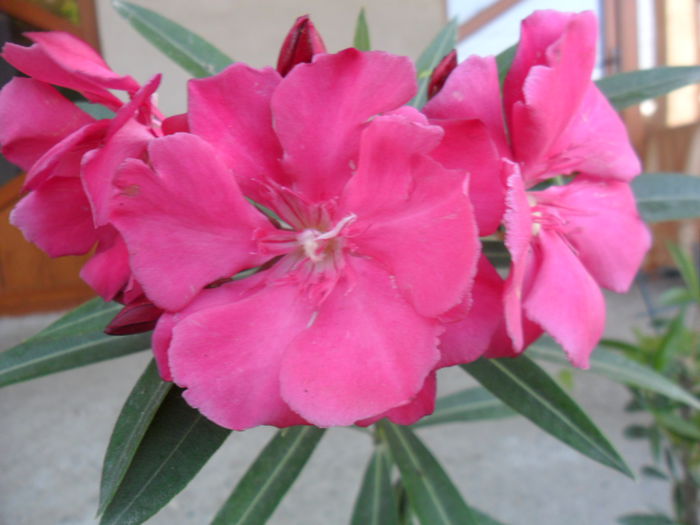 SAM_5977 - talmes -balbes 2015