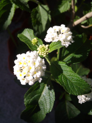 lamtana alba - inceput de colecti Lantana 2015