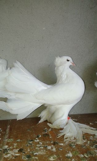 20150613_144707 - Voltati indieni albi