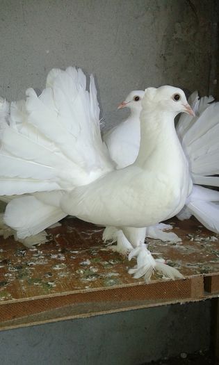 20150613_144646 - Voltati indieni albi