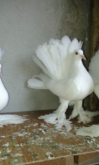 20150613_144632 - Voltati indieni albi