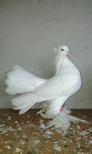 20150613_144622 - Voltati indieni albi