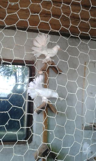 20150613_151725 - Voltati indieni albi