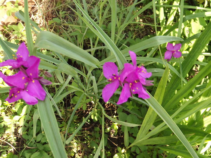 DSCF3988 - Flori amestec