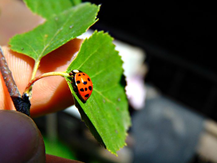 DSC07859 - Poze natura