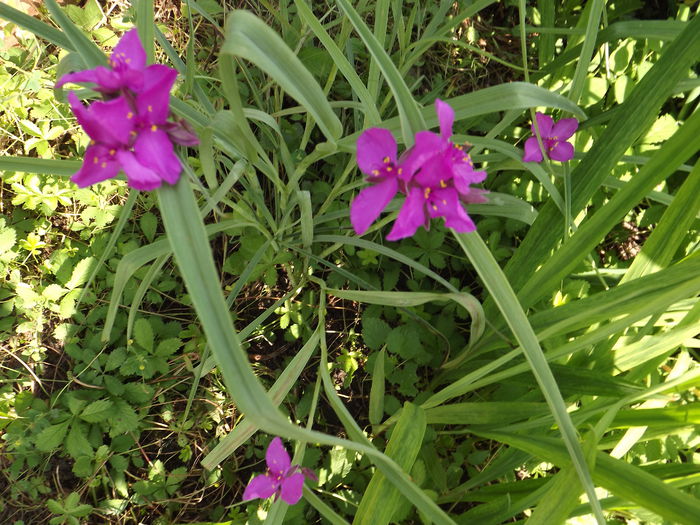 DSCF3990 - Flori amestec