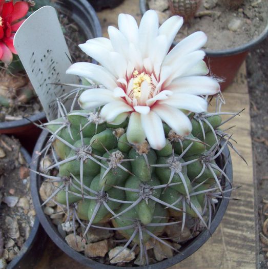 Gymnocalycium tilcarense - Cactusi