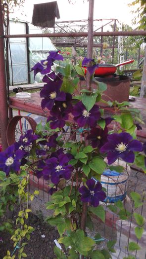 20150613_204221 - 2015clematis