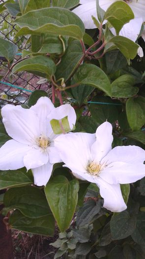 Marie Boisselot - 2015clematis