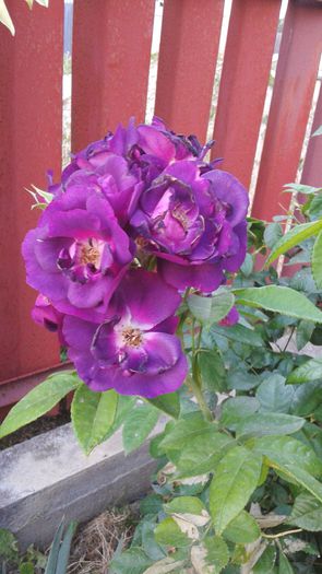 20150613_203519 - 2015 flori