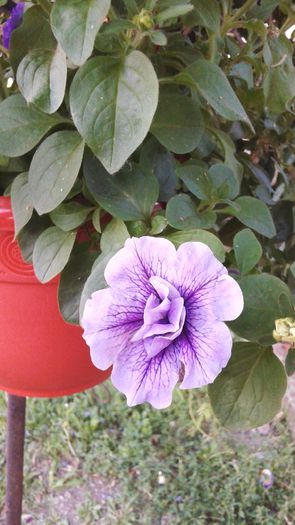 20150613_203748 - 2015 flori