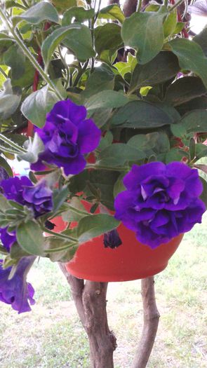 20150613_203803 - 2015 flori