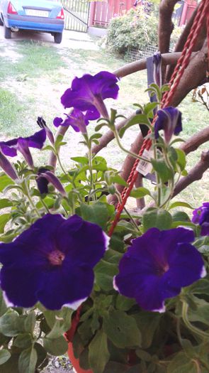 20150613_203812 - 2015 flori