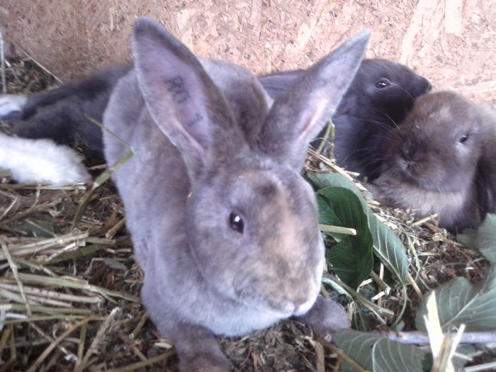 IMG_20150613_152354 - REX TRICOLOR