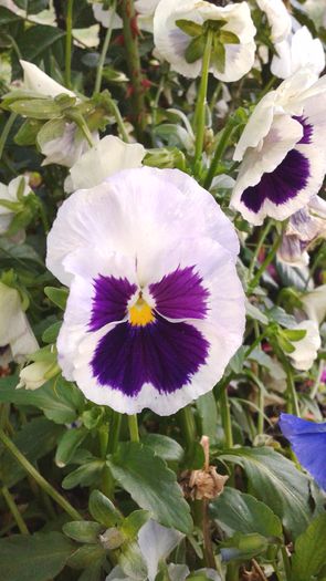 20150613_203828 - 2015 flori