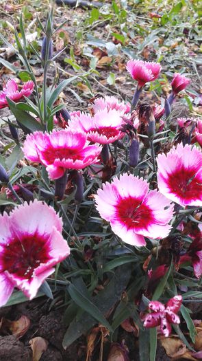 20150613_203931 - 2015 flori