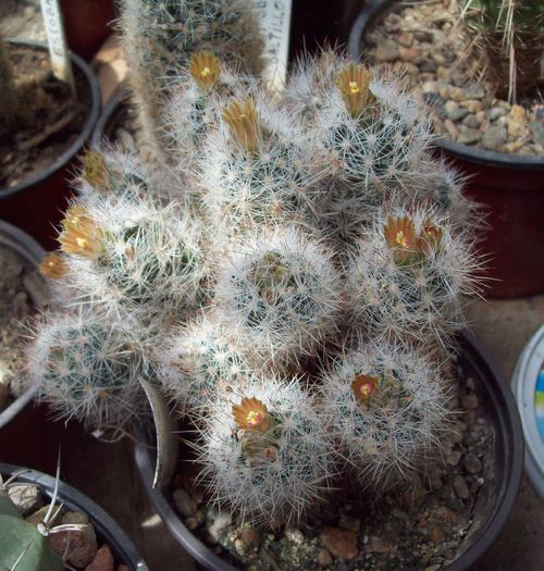 Escobaria chaffeyi - Cactusi