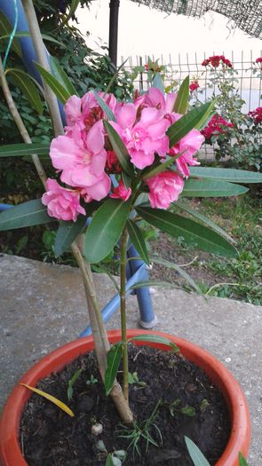 20150613_204141 - 2015 flori