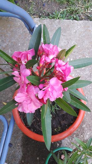 20150613_204148 - 2015 flori