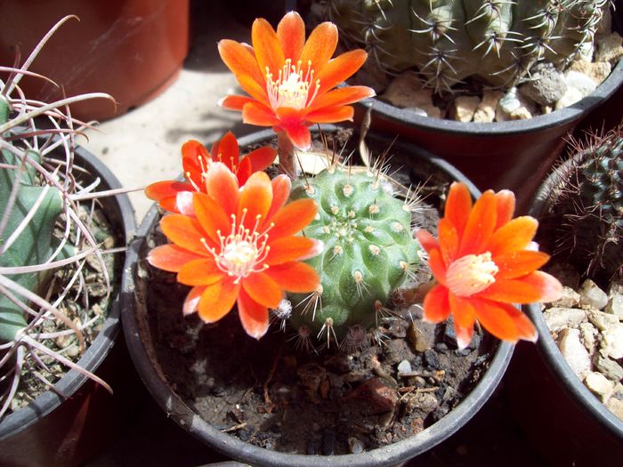 Rebutia robustispina
