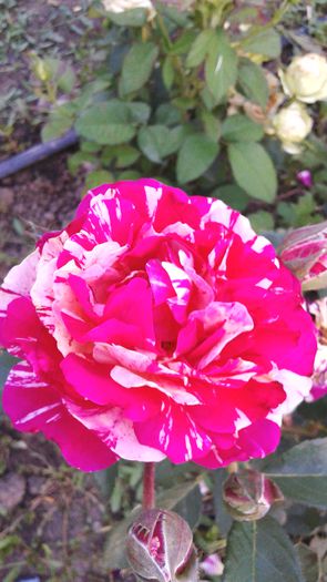 20150613_204953 - 2015 flori