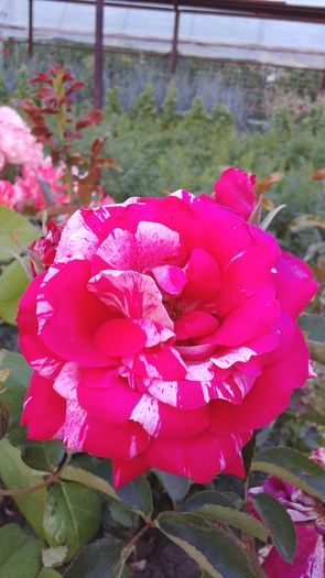 20150613_205050 - 2015 flori
