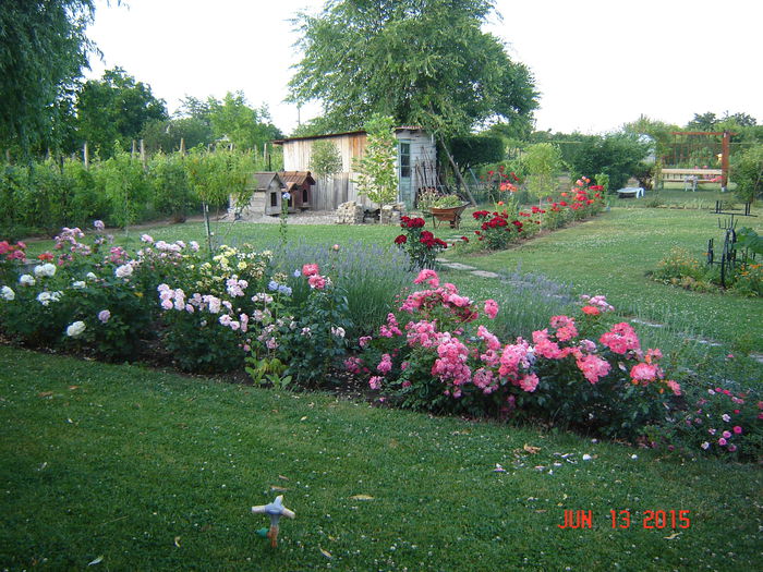 DSC00104 - Plante si flori
