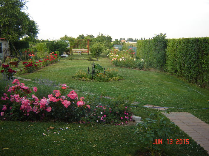 DSC00105 - Plante si flori