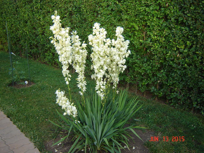 DSC00106 - Plante si flori