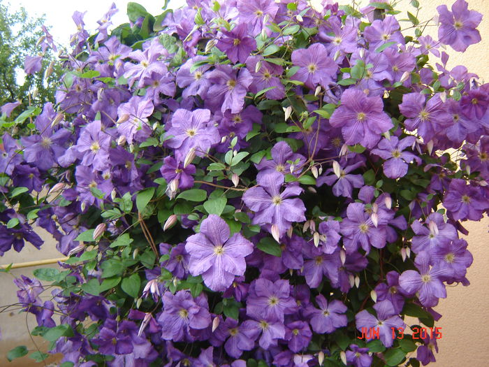 DSC00113 - Plante si flori