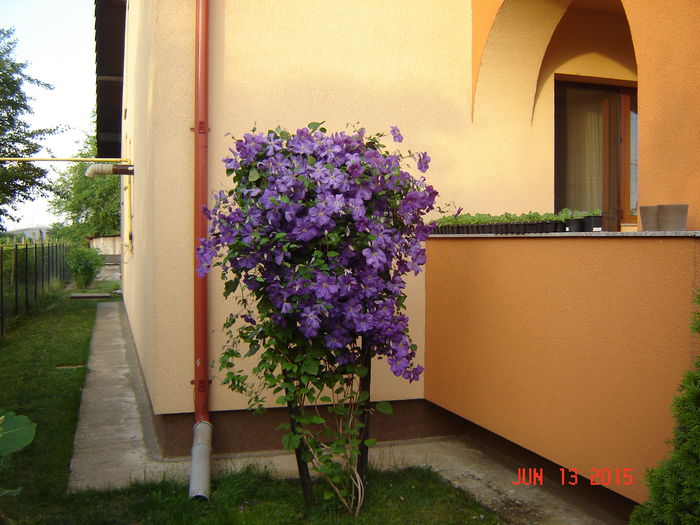 DSC00114 - Plante si flori