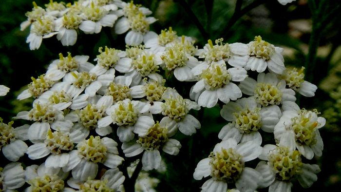DSC05424 - MACRO