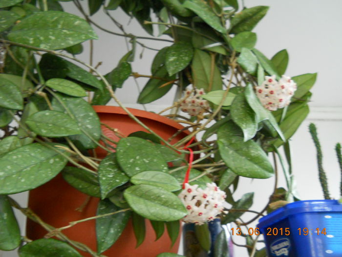 hoya carnosa