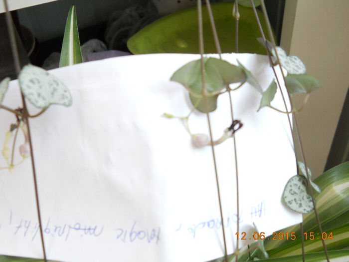 ceropegia- floare