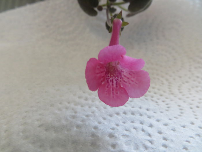  - mini sinningii 2015