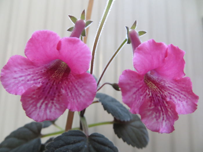  - mini sinningii 2015