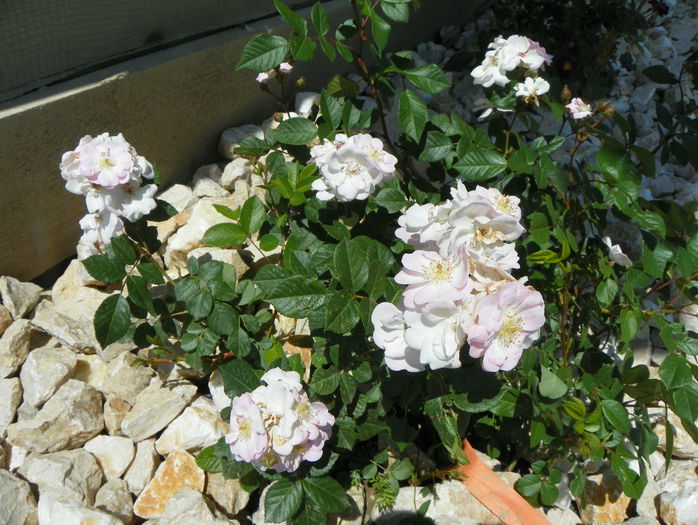 Perennial Blush - Trandafiri 2015