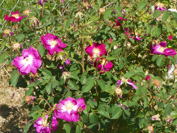 Violacea - Trandafiri 2015