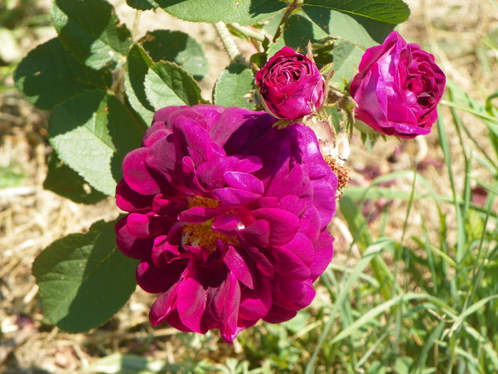 Tuscany - Trandafiri 2015