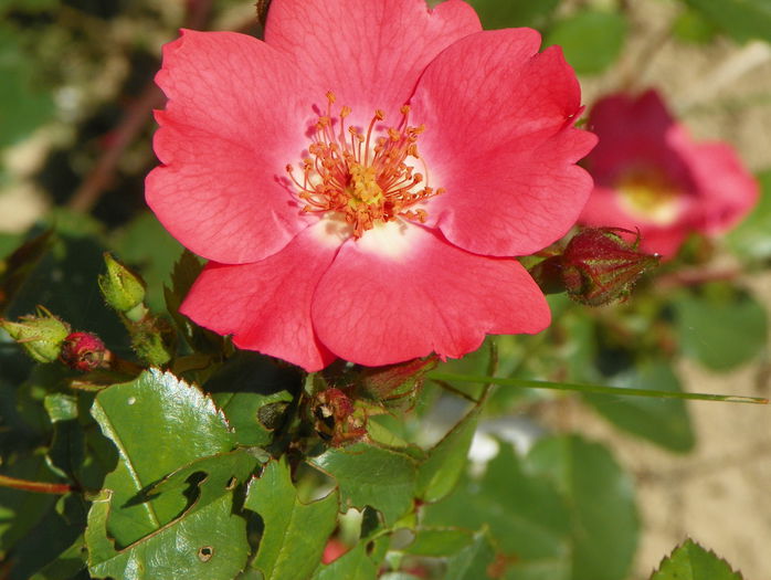 Douceur Normande - Trandafiri 2015