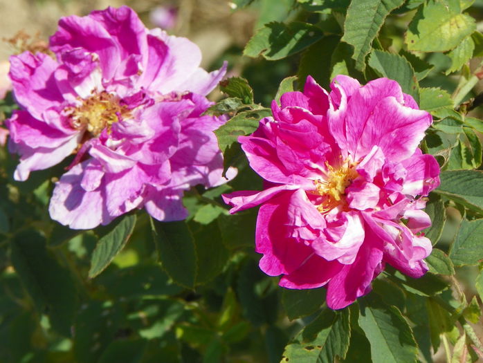 rosa damascena?