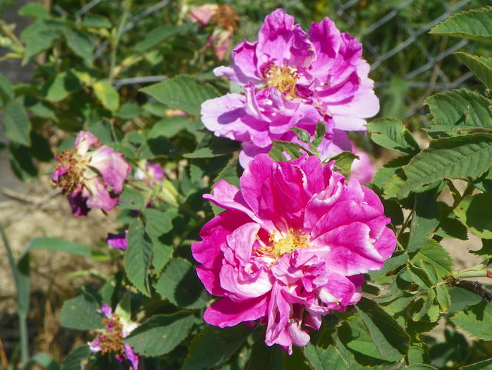 rosa damascena?