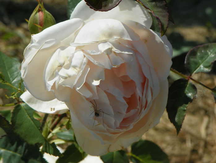 Ambridge Rose - Trandafiri 2015